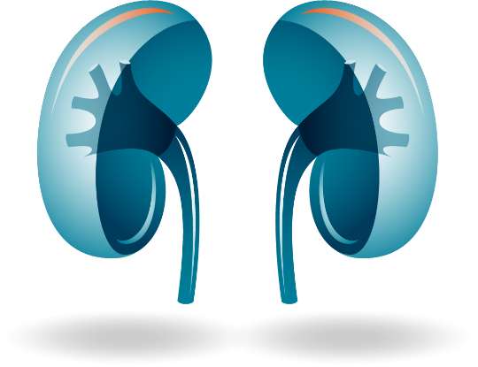 Efficacy Data for Renal Cell Carcinoma (RCC) | OPDIVO® (nivolumab)