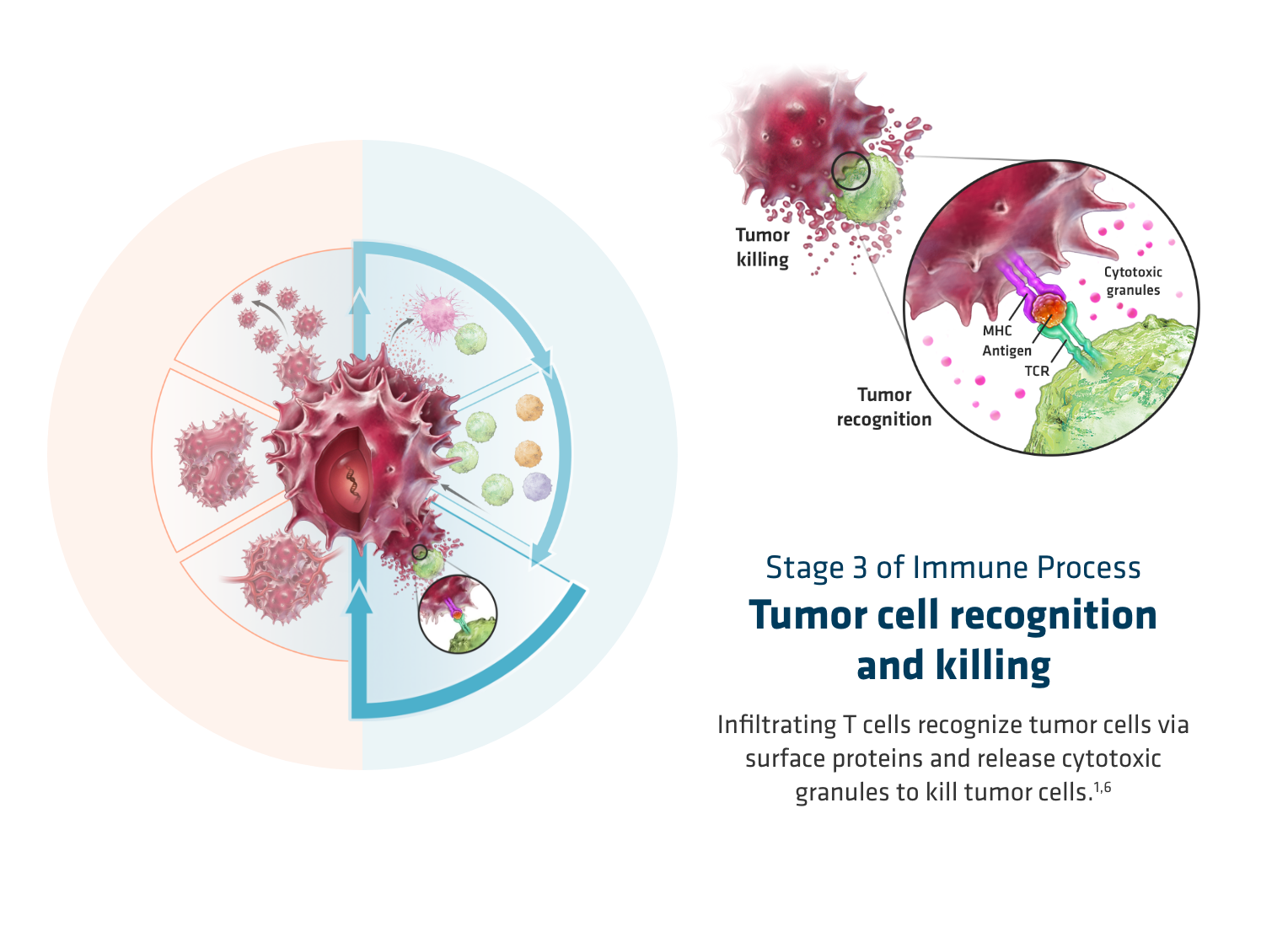 OPDIVO® (nivolumab) mechanism of action-  tumor cell recognition and killing, graphic