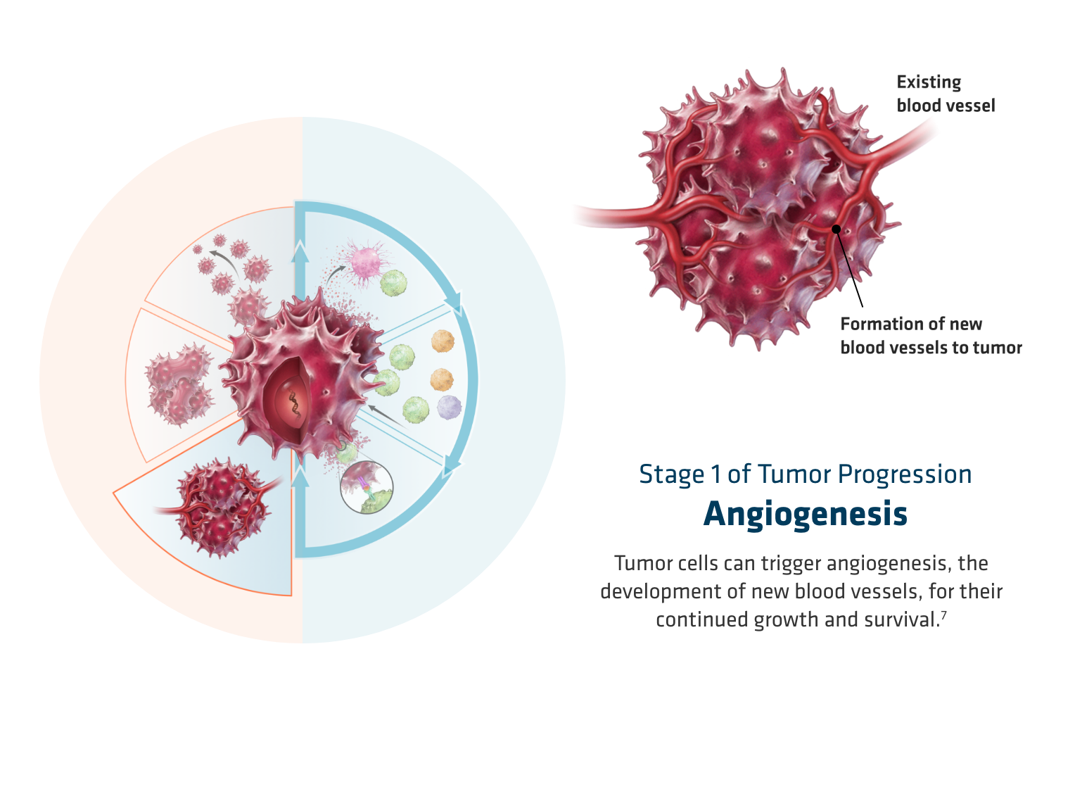 OPDIVO® (nivolumab) mechanism of action-  angiogenesis, graphic