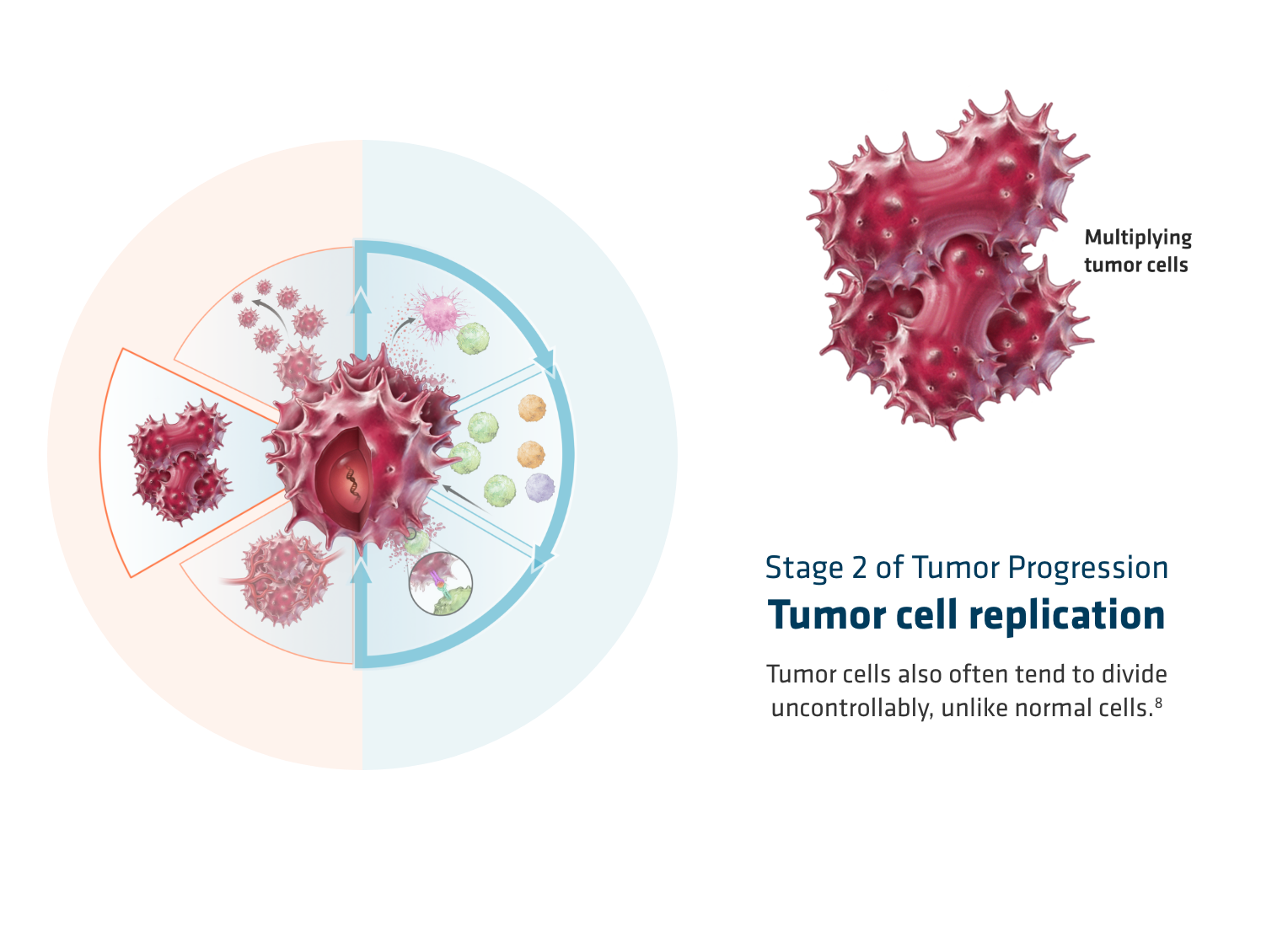 OPDIVO® (nivolumab) mechanism of action-  tumor cell replication, graphic