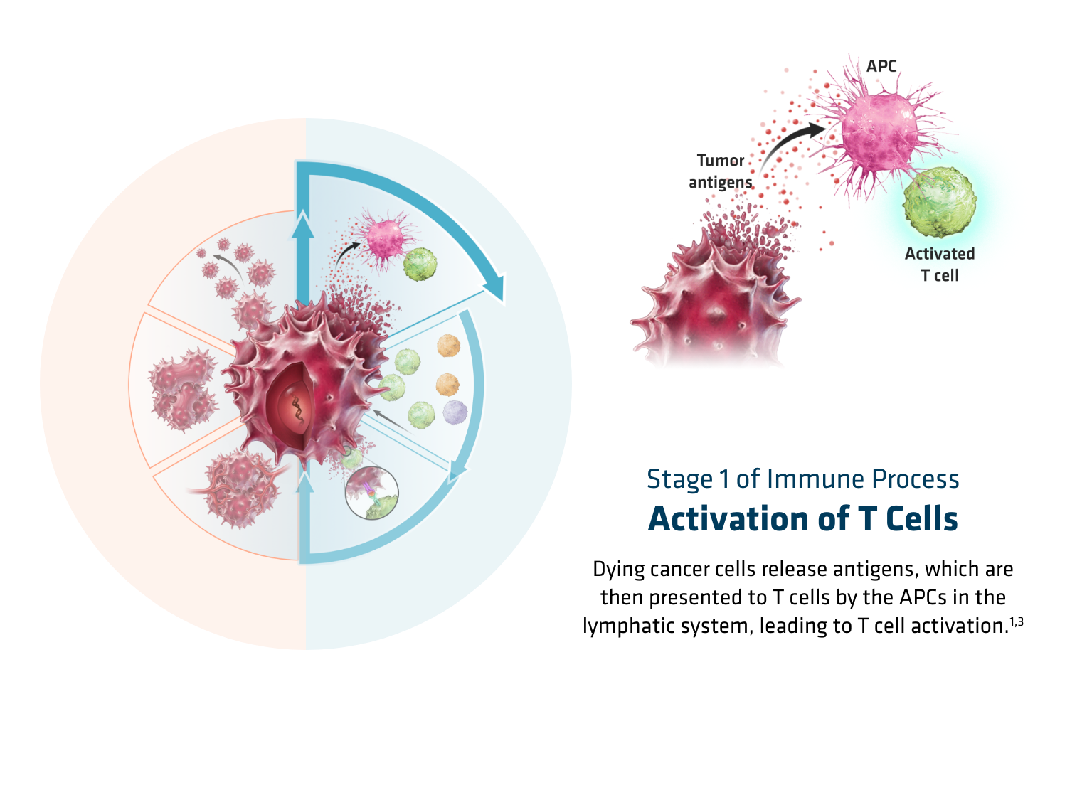 OPDIVO® (nivolumab) mechanism of action-  activation of t cells, graphic