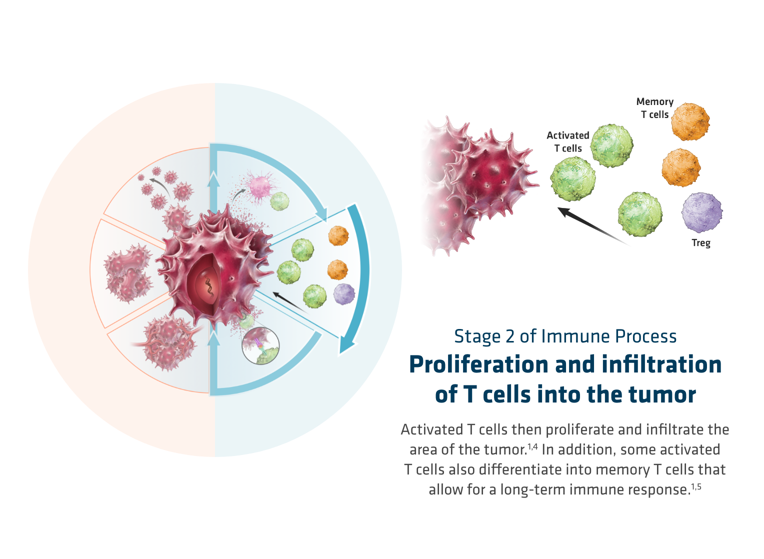 OPDIVO® (nivolumab) mechanism of action-  proliferation and infiltration of T cells into tumor, graphic