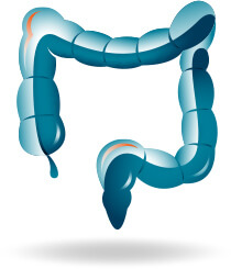 Large Intestine Icon