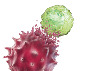Activated T cell and tumor cell